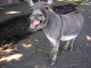 Donkey Gets His Revenge