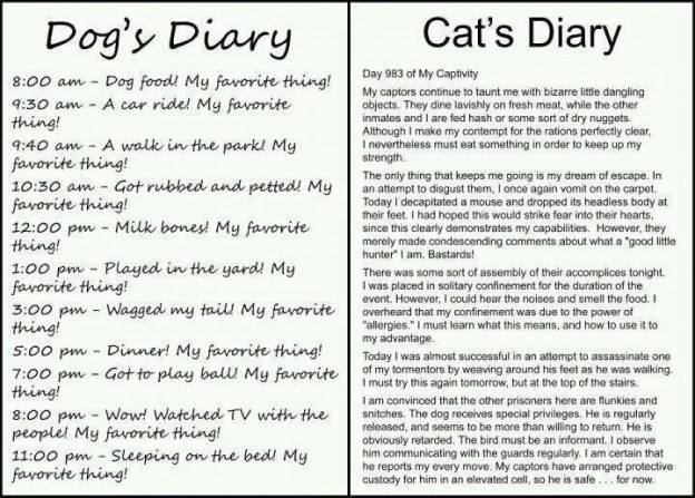 dog vs cat diary