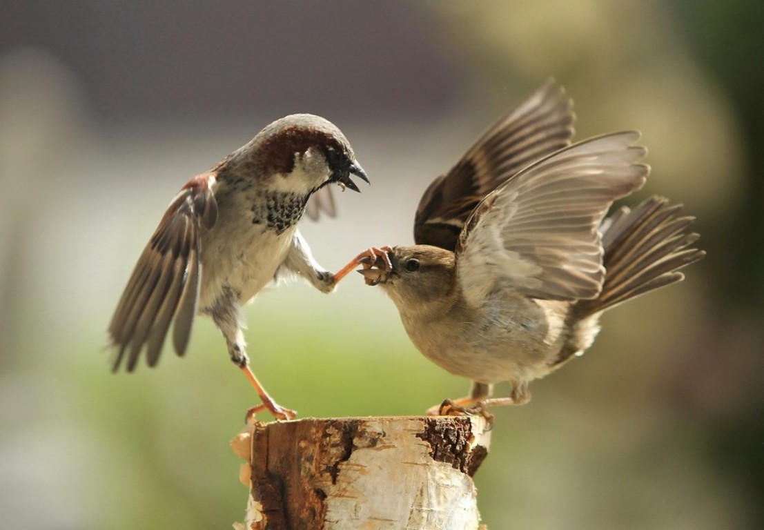 Sparrow - Beak